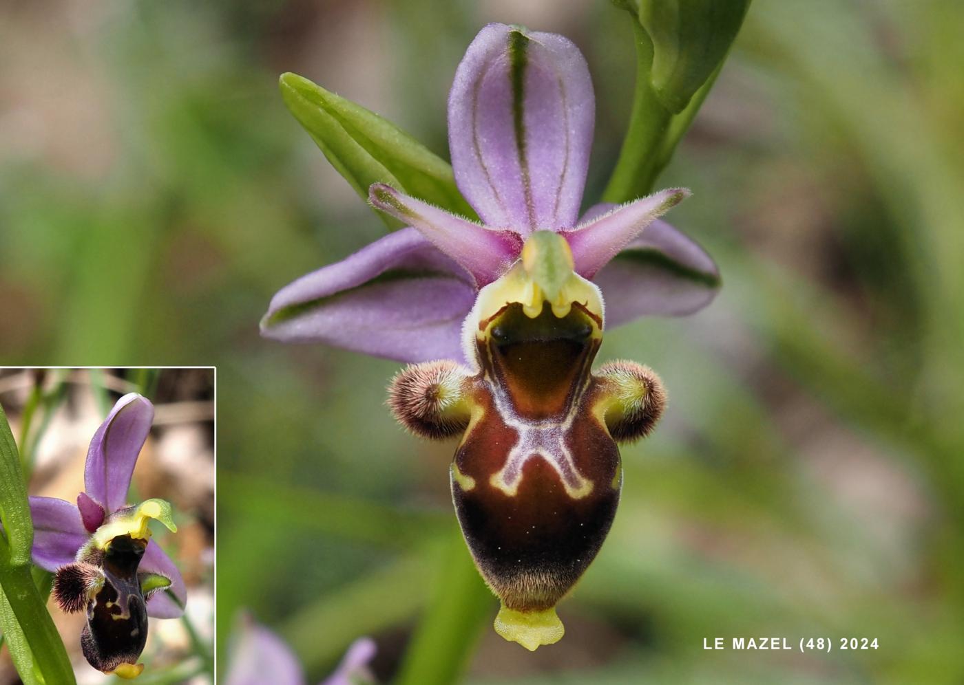 Orchid, Woodcock flower